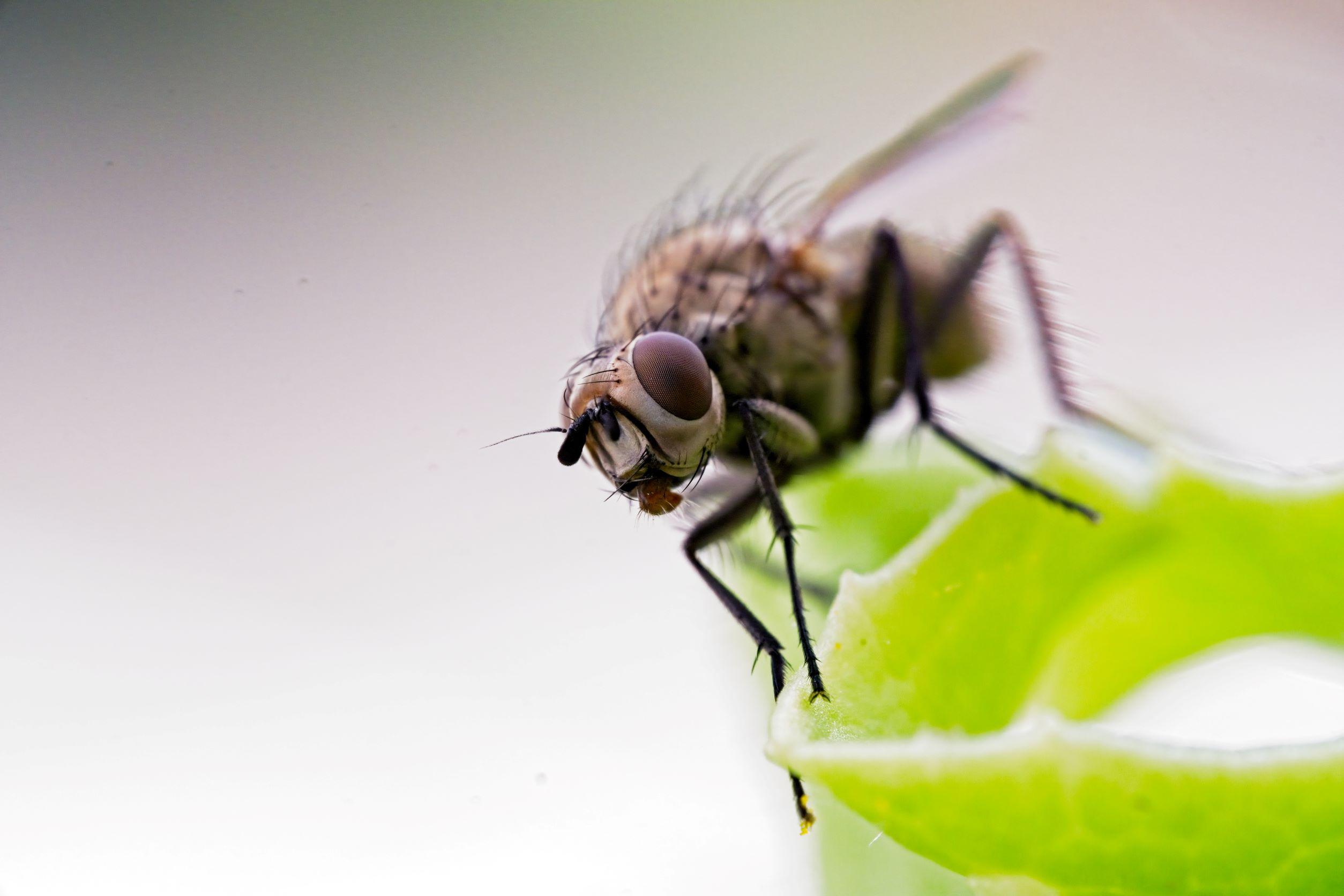 Fliege aus der Nähe