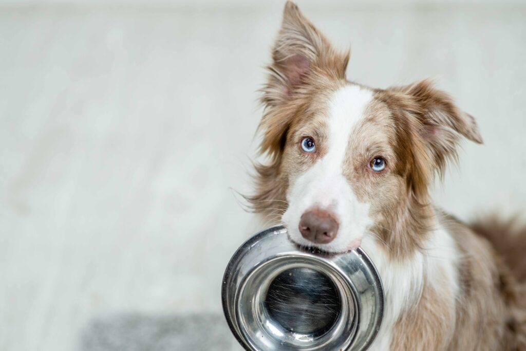 Border collie Hund mit Napf