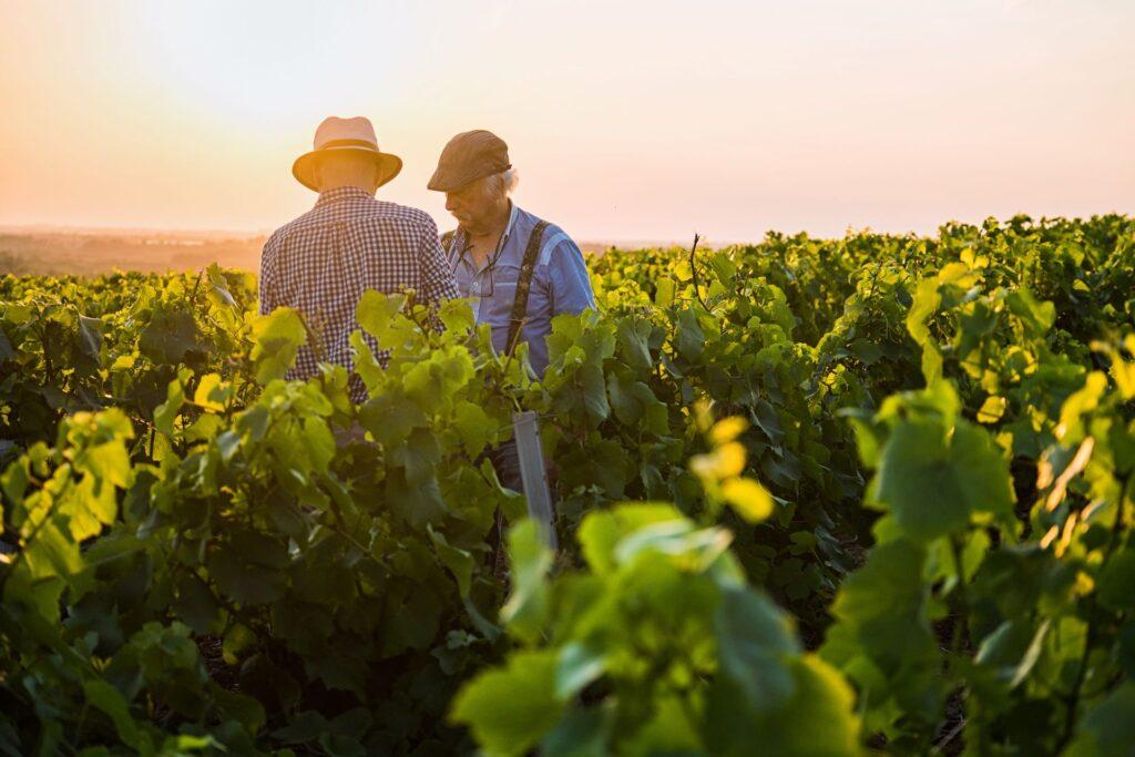 Zwei aeltere Winzer stehen im Weinberg und besprechen die Reben bei Sonnenuntergang